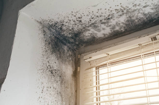 Affordable Attic Mold Remediation solutions in Southborough, MA